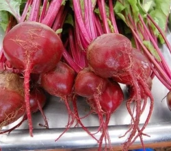 Dark Red Beet Seeds- NON GMO