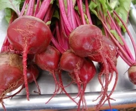 Dark Red Beet Seeds- NON GMO