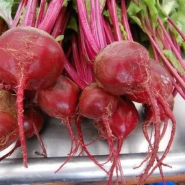 Dark Red Beet Seeds- NON GMO