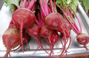 Dark Red Beet Seeds- NON GMO