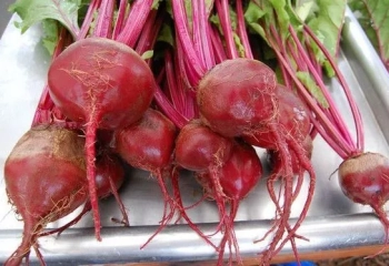 Dark Red Beet Seeds- NON GMO