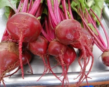 Dark Red Beet Seeds- NON GMO