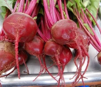 Dark Red Beet Seeds- NON GMO