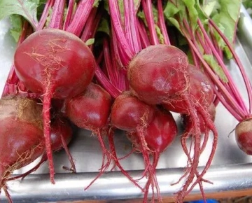 Dark Red Beet Seeds- NON GMO