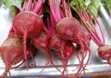 Dark Red Beet Seeds- NON GMO
